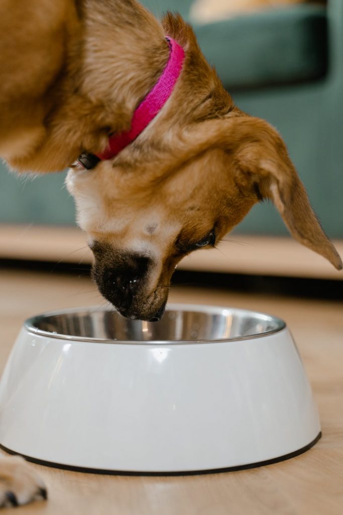 Dog with dogfood dish in Directing Voiceovers article
