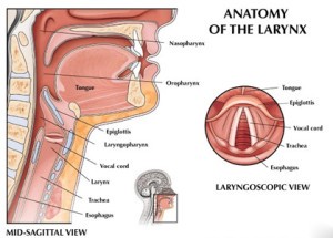 Larynx - Taking Care of Your Voice in a Voice Over Session